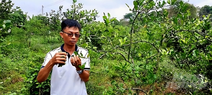 Nông dân xã Phú Lý sản xuất theo hướng VietGAP cho quýt đường để hướng đến xuất khẩu. Ảnh: MS.