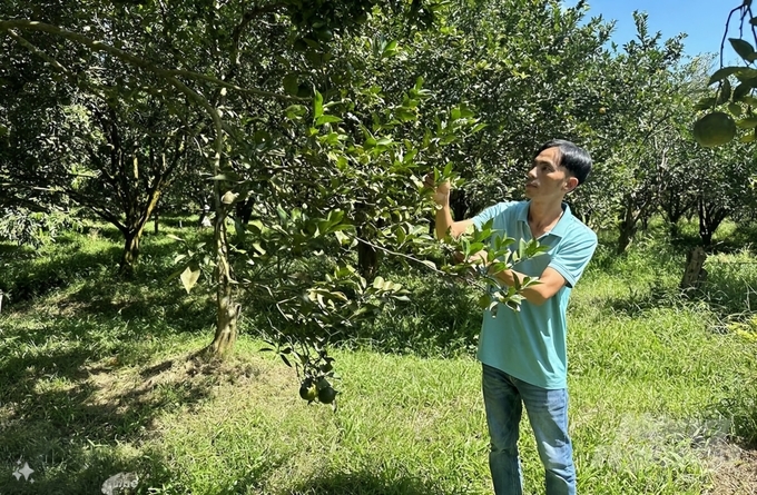 Quýt đường trồng theo hướng hữu cơ của gia đình anh Hà Thắng phát triển xanh tốt. Ảnh: Minh Sáng.