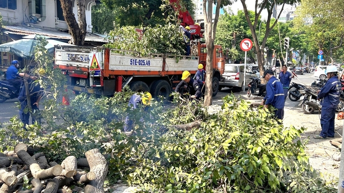 Hàng cây xanh khu vực đường Trần Cao Vân, phường 6, quận 3, TP.HCM được cắt tỉa gọn gàng. Ảnh: Trần Phi.