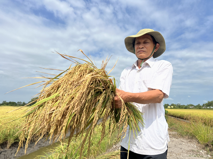 Bạc Liêu chú trọng phát triển giống lúa chất lượng cao. Ảnh: Trọng Linh.