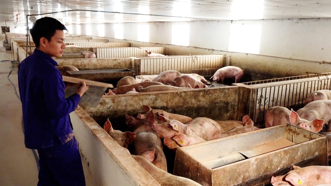 Theo Hội Chăn nuôi Việt Nam, sản xuất chăn nuôi trong nước là lĩnh vực đang gặp rất nhiều khó khăn so với các ngành kinh tế khác và so với chính lĩnh vực chăn nuôi của các nước phát triển. Ảnh: Hồng Thắm.