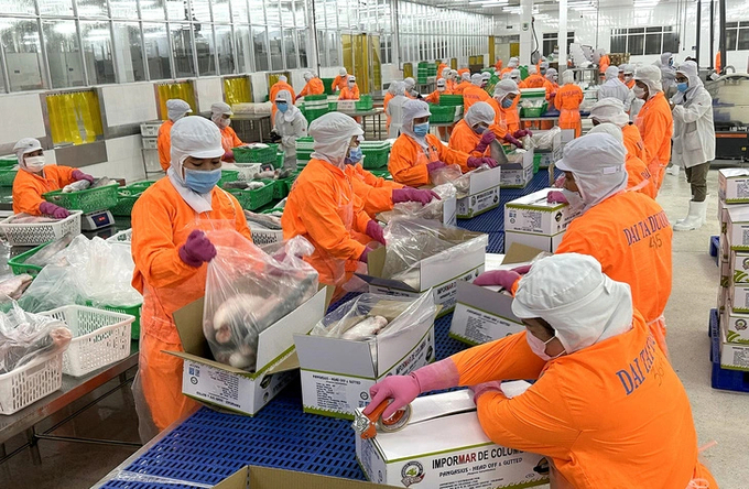 Pangasius fillets are processed and packaged for export to the US. Photo: Thao Thuong.