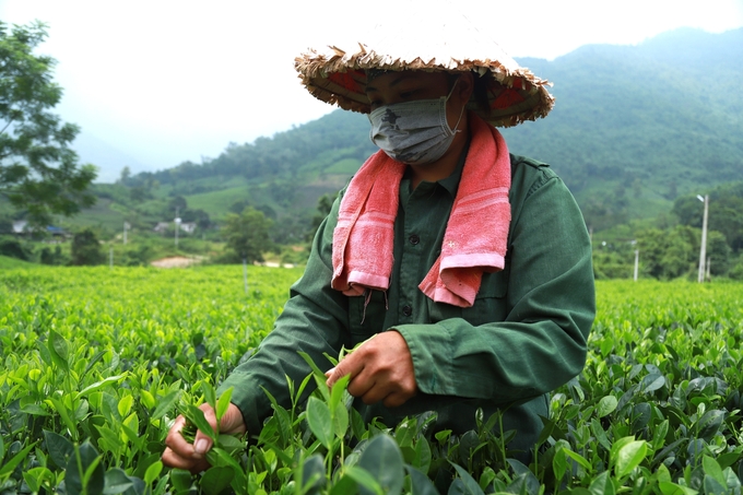 This year, the Tea Festival in Dai Tu district is expected to be held right on the occasion of announcing the Prime Minister's decision to recognize Dai Tu as meeting new rural standards. Photo: Pham Hieu.