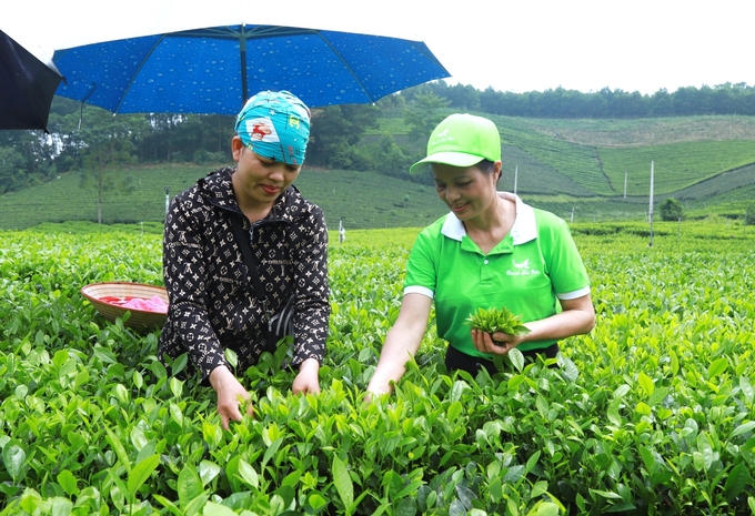 Every 2 years, Dai Tu district will organize a Tea Festival to widely promote Dai Tu tea products to people inside and outside the province. Photo: Pham Hieu.