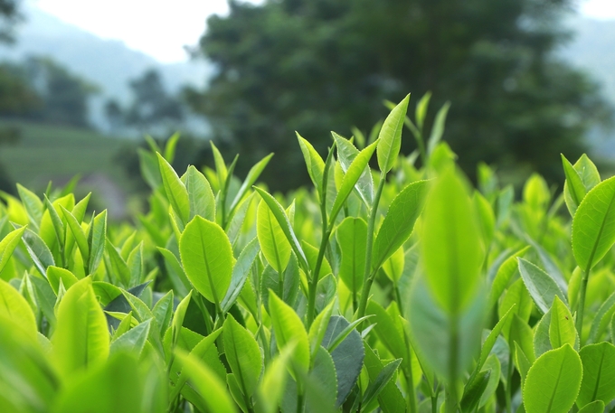 Dai Tu district has collected many images and stories to create a clip about tea product stories. Photo: Pham Hieu.