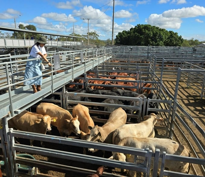 Các đại biểu của phái đoàn Việt Nam có cơ hội gặp gỡ và trao đổi cũng như kết nối với các nhà cung ứng tiềm năng, thăm quan và học hỏi từ các trang trại chăn nuôi, các cơ sở chế biến thịt bò tại Úc.