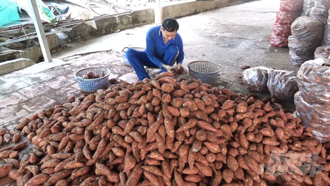 With the current selling price, sweet potato growers are making a profit of about VND 400,000/quintal. Photo: Ho Thao. 