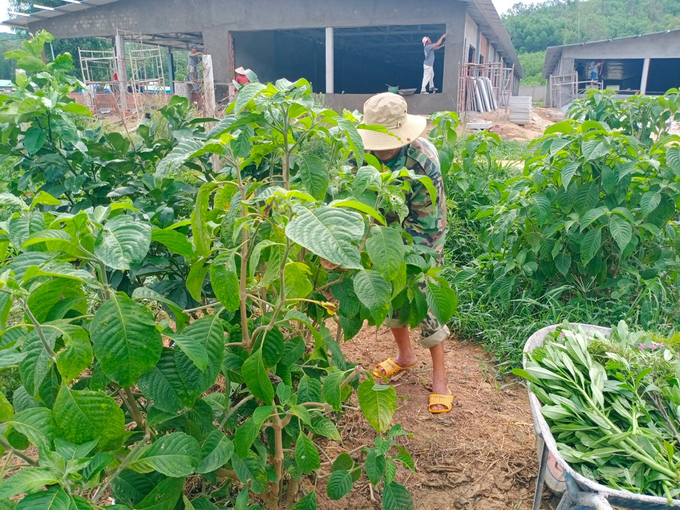 Cây thảo dược Công ty Bảo Châu trồng để làm thức ăn cho heo. Ảnh: V.Đ.T.