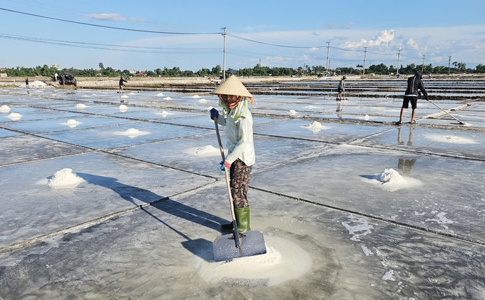 Vào đầu vụ năm nay, diêm dân xã Quảng Phú được mùa muối do thời tiết nắng lớn. Ảnh: T. Đức.