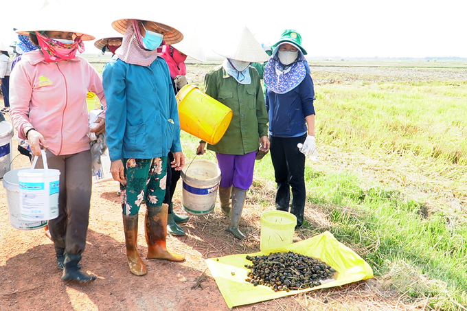 Thành quả của những người phụ nữ Vĩnh Linh chỉ sau khoảng 15 phút xuống đồng. Ảnh: Võ Dũng.