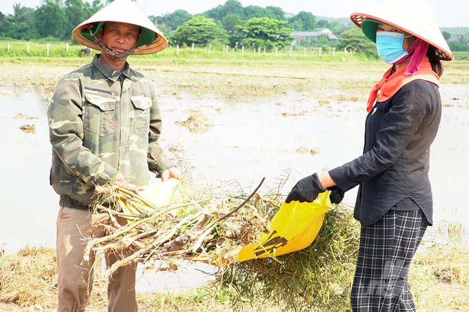 Cây mai dương cũng được nông dân Vĩnh Linh chặt, thu dọn. Ảnh: Võ Dũng.