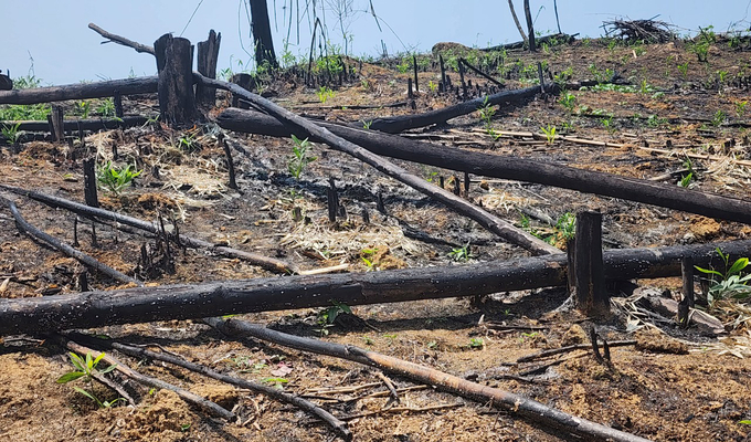 Trên địa bàn huyện Con Cuông ghi nhận nhiều vụ chặt phá, đốt rừng. Ảnh: Khôi An.