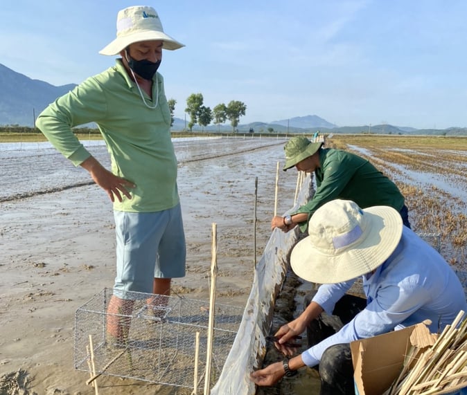 Nông dân Bình Thuận thực hiện mô hình dẫn dụ và bắt chuột bằng phương pháp sử dụng bẫy cây trồng. Ảnh: Kim Sơ.