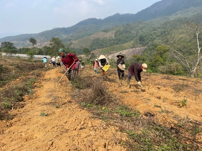 Xo Dang people prepare the soil to grow ginger. Photo: Tuan Anh.