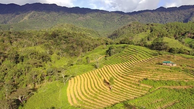 Xo Dang people grow ginger in the mountain ranges. Photo: Tuan Anh.