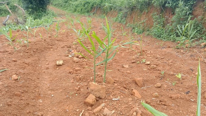 Ginger trees are increasingly expanding in the area. Photo: Tuan Anh.