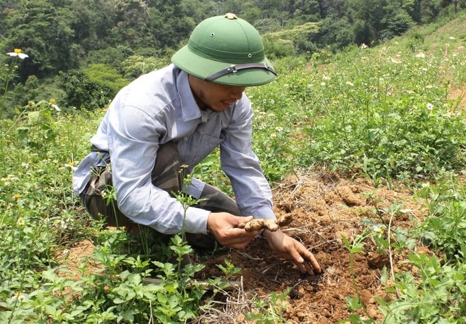 Ginger is becoming the staple crop of the Xo Dang people in Dak Na commune. Photo: Tuan Anh.