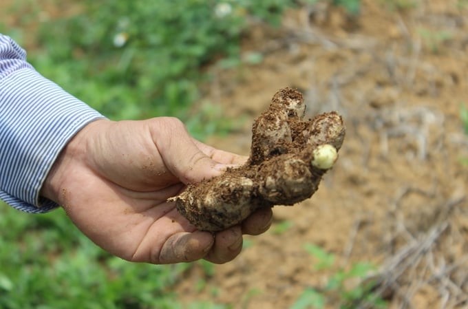 Ginger is very suitable for the land of Dak Na commune. Photo: Tuan Anh.