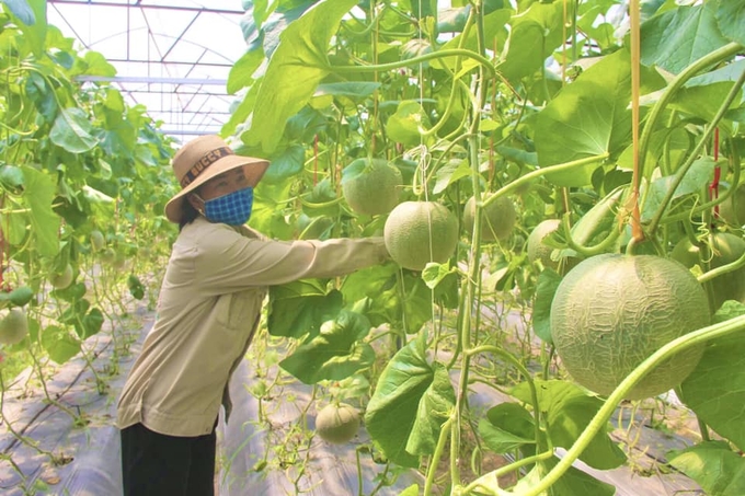 Nhờ loại bỏ được các yếu tố bất lợi về thời tiết, sâu bệnh hại..., sản xuất dưa lưới trong nhà màng cho hiệu quả cao và được nông dân Thạch Hà liên tục đầu tư, mở rộng. Ánh Nguyệt.