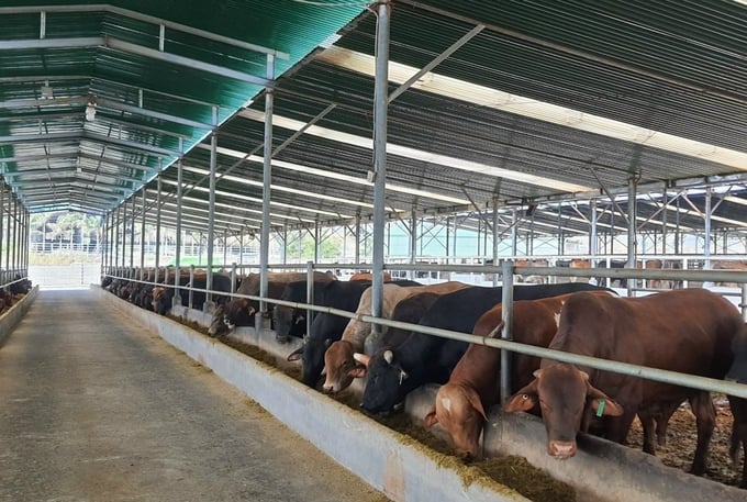 At present, it is not advisable for Vietnam to incorporate the livestock sector and facilities into the greenhouse gas inventory. Photo: Hong Tham.