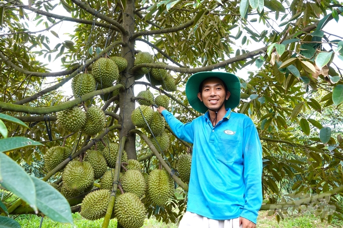 With nearly 10 years of experience, agricultural engineer Duong Dinh Tuyen is developing quite a successful entrepreneurial model of off-season durian cultivation. Photo: Kim Anh.