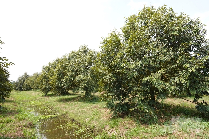 To ensure the successful application of the flowering induction technique in off-season durian cultivation, gardeners need to focus on two factors: creating a dry environment and managing fertilizers and pesticides for the garden. Photo: Kim Anh.