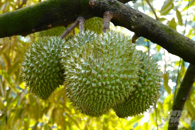 With proper care according to the correct procedures, off-season durians maintain quality and productivity equivalent to those of the regular season. Photo: Kim Anh.