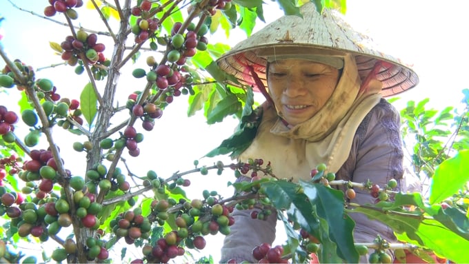 Dự án sẽ giúp các nông hộ trồng cà phê chuyển đổi từ canh tác cà phê đơn canh sang nông - lâm kết hợp.