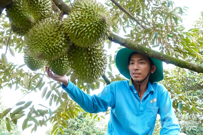 The price of off-season durians is twice that of those from the regular season, enabling Mr. Tuyen to yield high profits. Photo: Kim Anh.