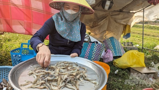 Những loài tôm cá đặc hữu của phá Tam Giang đang ngày càng ít dần, khó đắt bắt hơn. Ảnh: Công Điền.