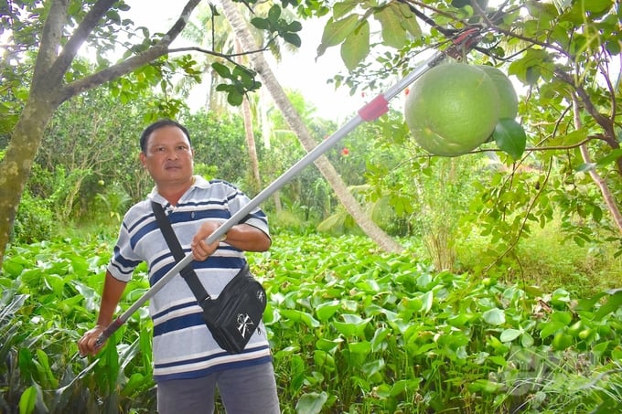 Green-skinned pomelo is one of Ben Tre province's key fruit products. Photo: Minh Dam.