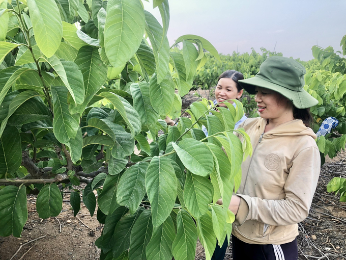 Chị Vũ Thị Chi (đội mũ) thành công với 4ha cây ăn quả đặc sản. nong duoc viet nam