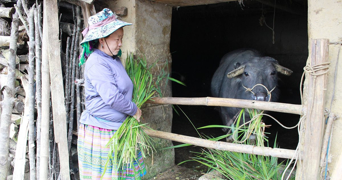 Có chuồng trại chăn nuôi gia súc đảm bảo cho vật nuôi sinh trưởng, phát triển ổn định. Ảnh: HĐ.