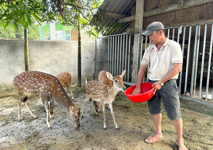 Mỗi năm, ông Bùi Hữu Nghĩa (thôn Đoàn Kết, xã Tịnh Ấn Đông, TP Quảng Ngãi, tỉnh Quảng Ngãi) thu gần 150 triệu đồng từ mô hình nuôi hươu sao. Ảnh: L.K.