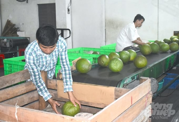 Pomelo sorting prior to the washing process. Photo: Minh Dam.