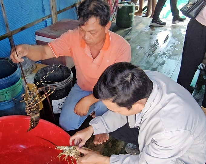 Thời gian gần đây, tôm hùm bông ở Vạn Ninh, Khánh Hòa phát sinh dịch bệnh. Ảnh: Kim Sơ.