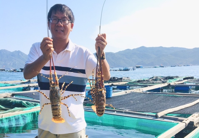 Vịnh Vân Phong, huyện Vạn Ninh, Khánh Hòa là thủ phủ nuôi tôm hùm bông. Ảnh: KS.