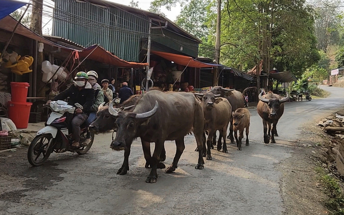 Thả rông gia súc gây mất an toàn giao thông, vật nuôi dễ lây lan dịch bệnh. Ảnh: HĐ. 