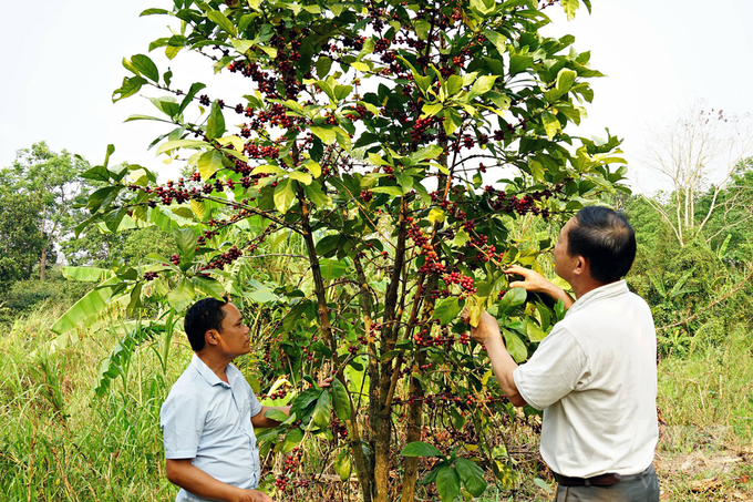 People are excited because jackfruit coffee has a good harvest and unprecedented prices. Photo: Vo Dung.