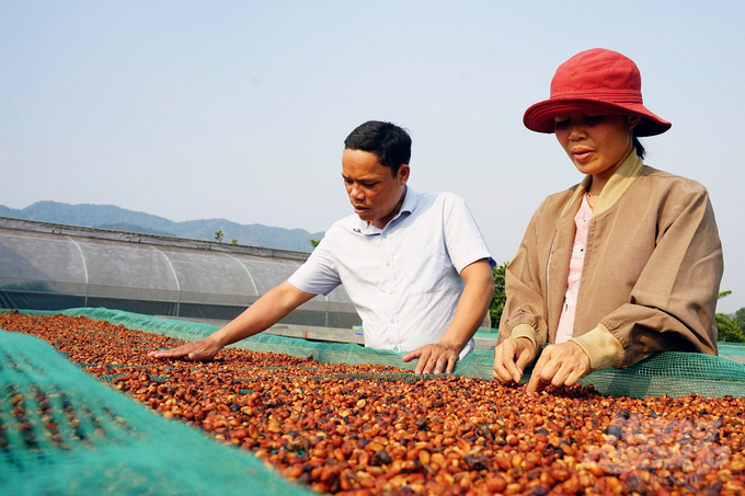 People should not grow massively because of the sudden increase in jackfruit coffee prices. Photo: Vo Dung.