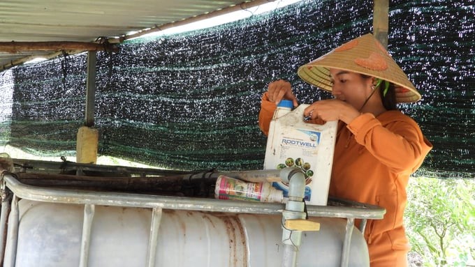 The automatic fertigation system helps ensure water and nutrients for crops. Photo: Tran Trung.