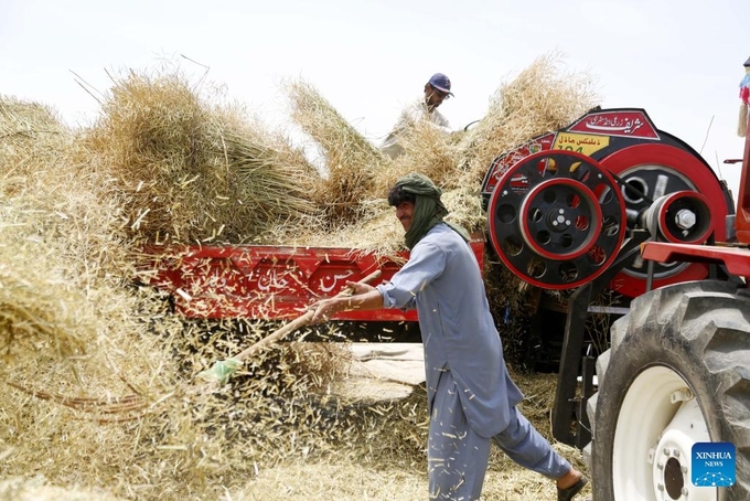 Farmers harvest canola at a field in Pakistan's eastern Bhakkar district on April 17, 2024. In Pakistan's eastern Bhakkar district, farmers were left in awe as they witnessed the newly imported oilseed harvesters from China efficiently and briskly carrying out their tasks. Photo: Xinhua