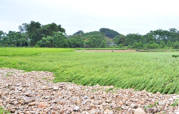 Mưa lớn gây ngập úng, đổ gãy khoảng 33 ha chè, lúa và rau màu các loại ở các xã Mỹ Yên, Cát Nê và Hoàng Nông. Ảnh: Phạm Hiếu.