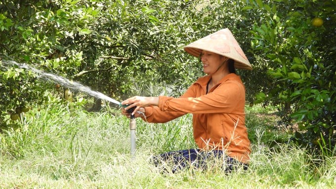 The irrigation system helps save 40% of irrigation water and 35% of fertilizer and increases crop productivity by about 50%. Photo: Tran Trung.