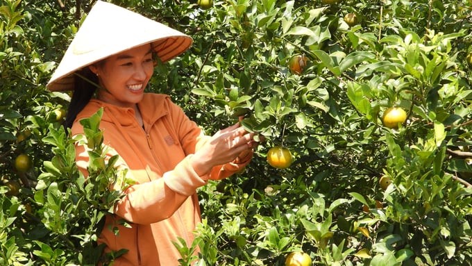 Thanks to methodical and standard production, C-Farm's tangerine is highly appreciated by consumers. Photo: Tran Trung.