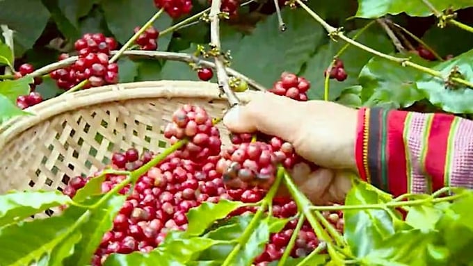 Latest market coffee prices on 05/12/2024