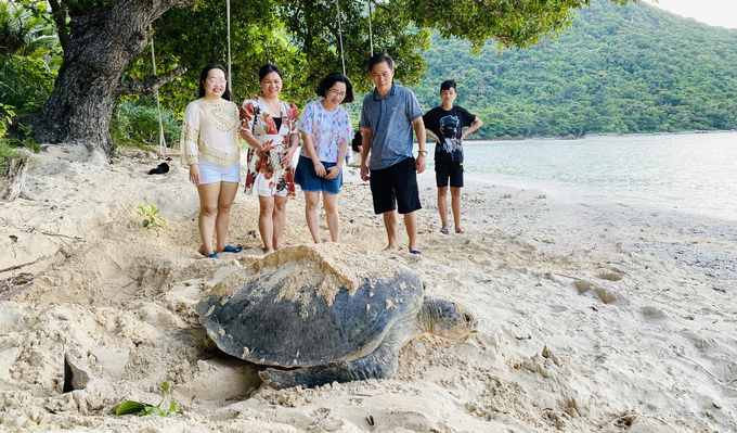 Hằng năm, có hàng trăm cá thể rùa biển chọn Côn Đảo là nơi đẻ trứng, duy trì nòi giống. Ảnh: LB.