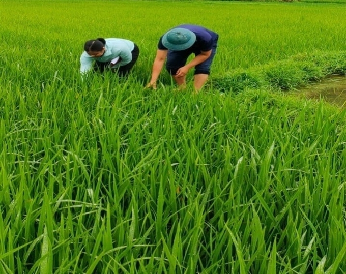 Cán bộ Trung tâm Dịch vụ nông nghiệp huyện Bảo Yên (Lào Cai) phối hợp với khuyến nông viên các xã, thị trấn kiểm tra, hướng dẫn nông dân phòng trừ rầy nâu, rầy lưng trắng.