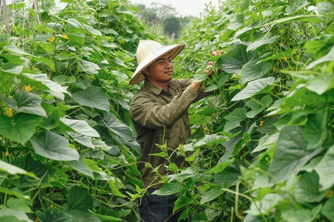 Anh Hà Minh Nam thu hoạch dưa chuột trên diện tích 3.000m2 sử dụng sản phẩm Serenade của Bayer. Ảnh: Tùng Đinh.