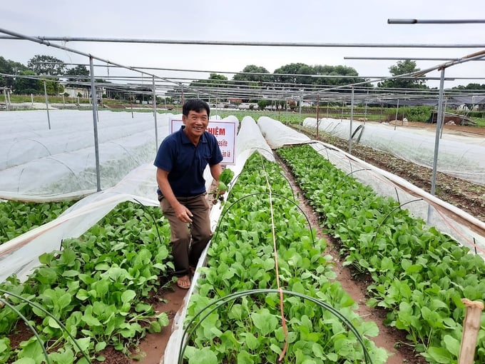 Improving plant health contributes to the sustainable development of agriculture. Photo: TL. 